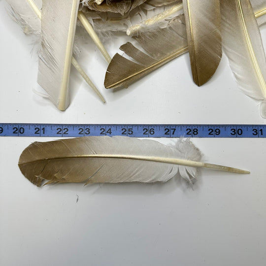 Gold Wing Feathers - White/Gold - 20 Pack - True Deadstock supplies Fabric by private - Sustainable Textile | FABCYCLE