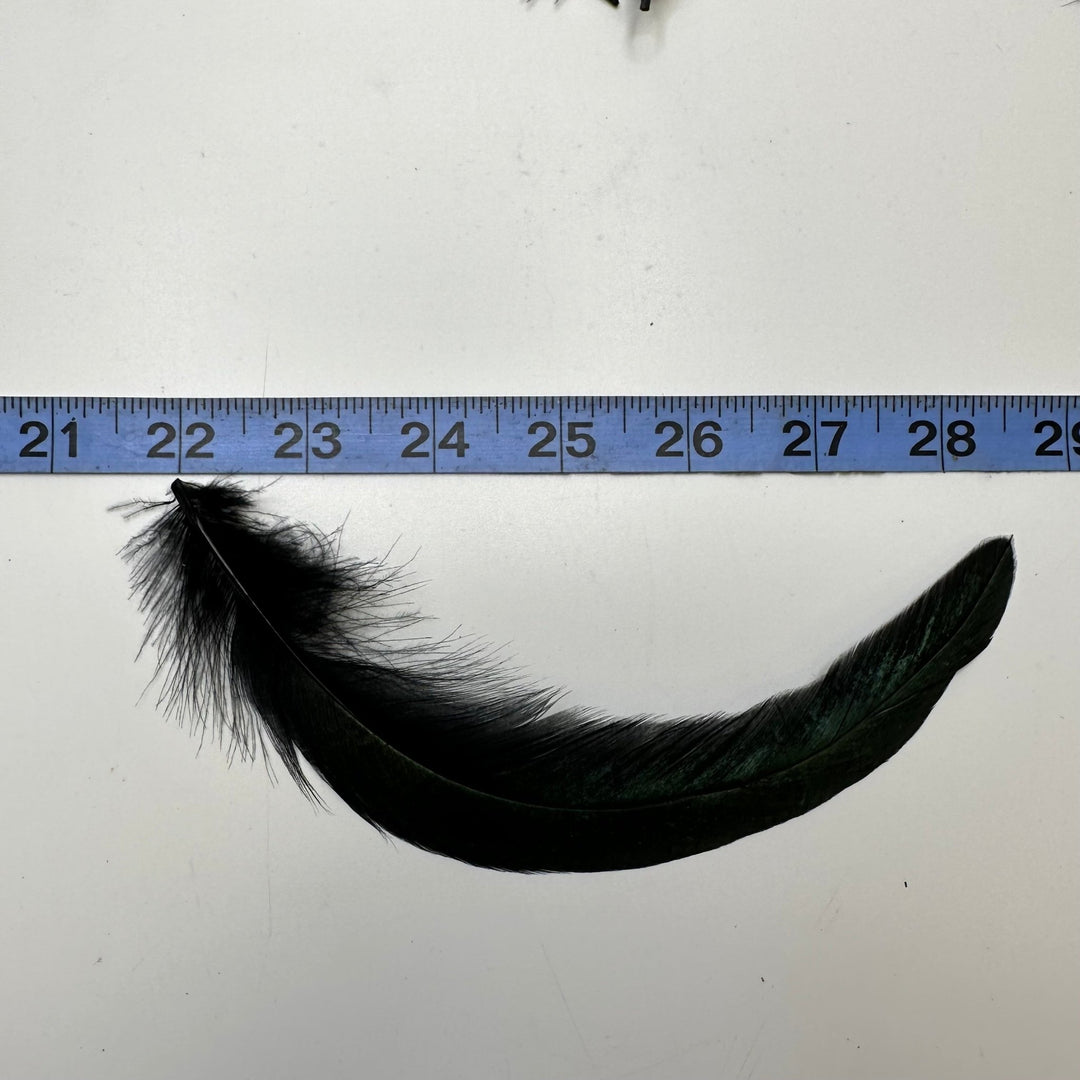 Long Craft Feathers - Black/Green - 10 Pack - True Deadstock supplies Fabric by private - Sustainable Textile | FABCYCLE