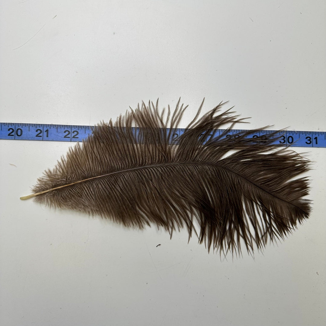 Ostrich Feathers - Brown - Individual - True Deadstock supplies Fabric by private - Sustainable Textile | FABCYCLE