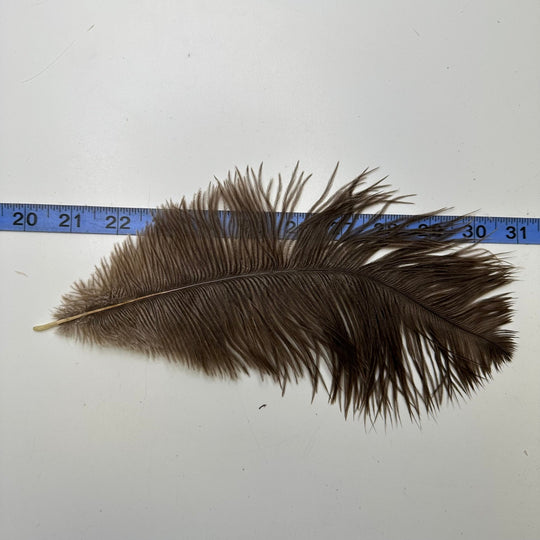 Ostrich Feathers - Brown - Individual - True Deadstock supplies Fabric by private - Sustainable Textile | FABCYCLE