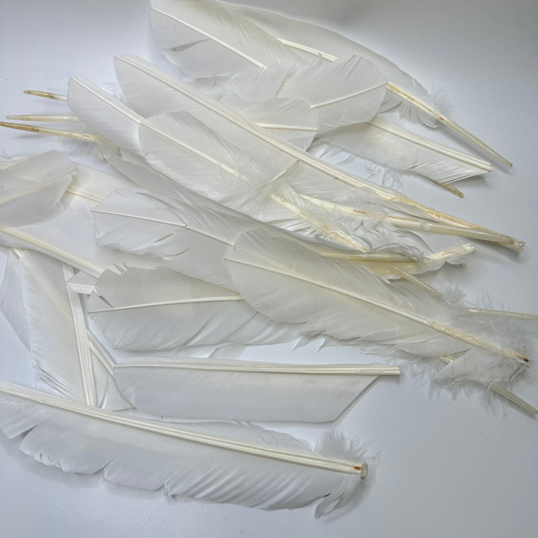 Quill Feather Pack Feathers - White/Cream - 15 Pack - True Deadstock supplies Fabric by private - Sustainable Textile | FABCYCLE
