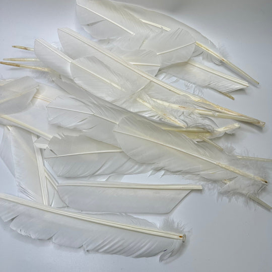 Quill Feather Pack Feathers - White/Cream - 15 Pack - True Deadstock supplies Fabric by private - Sustainable Textile | FABCYCLE