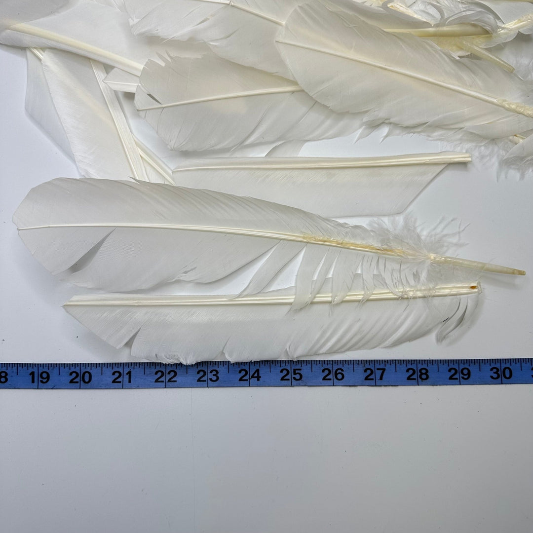 Quill Feather Pack Feathers - White/Cream - 15 Pack - True Deadstock supplies Fabric by private - Sustainable Textile | FABCYCLE