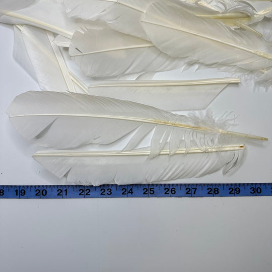 Quill Feather Pack Feathers - White/Cream - 15 Pack - True Deadstock supplies Fabric by private - Sustainable Textile | FABCYCLE